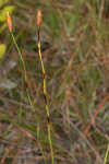 Carolina yelloweyed grass